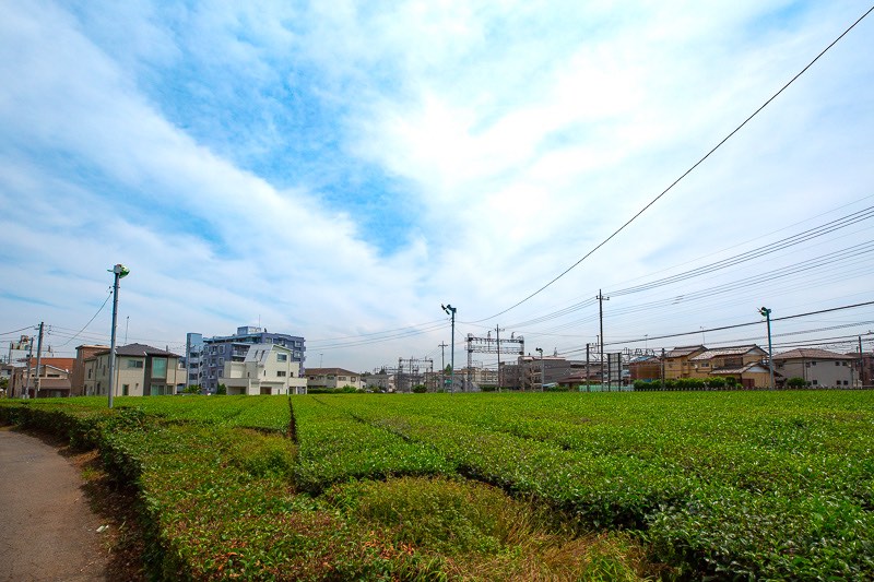 西所沢駅茶畑