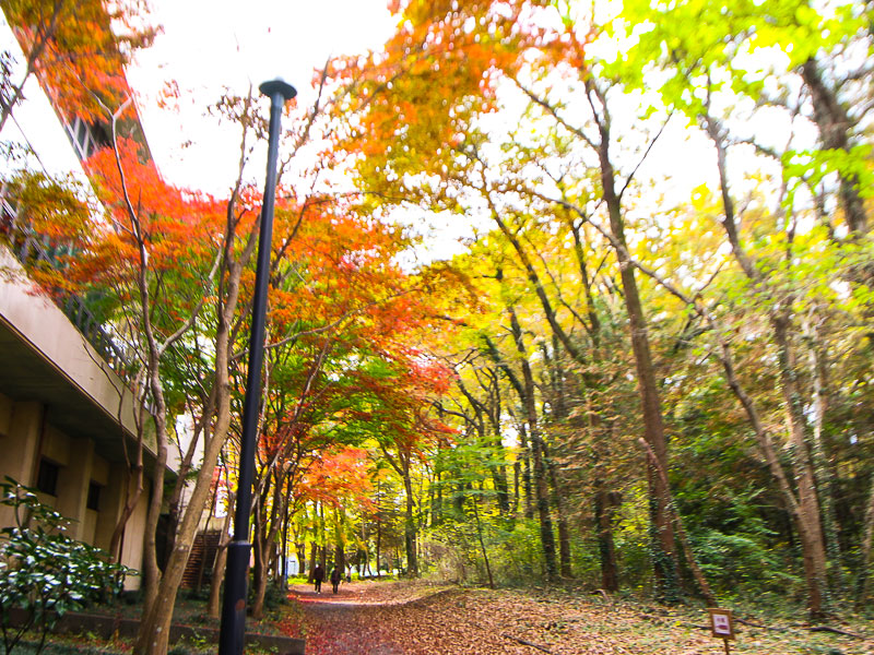 武蔵野学園大学